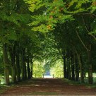 Allée au tout début de l'automne